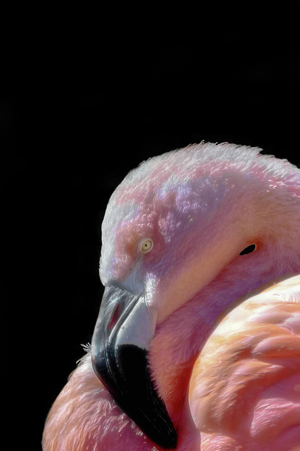 Pink Flamingo Photograph by Jnhphoto