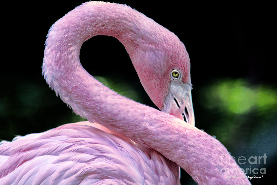 Pink Flamingo Photograph by John Douglas