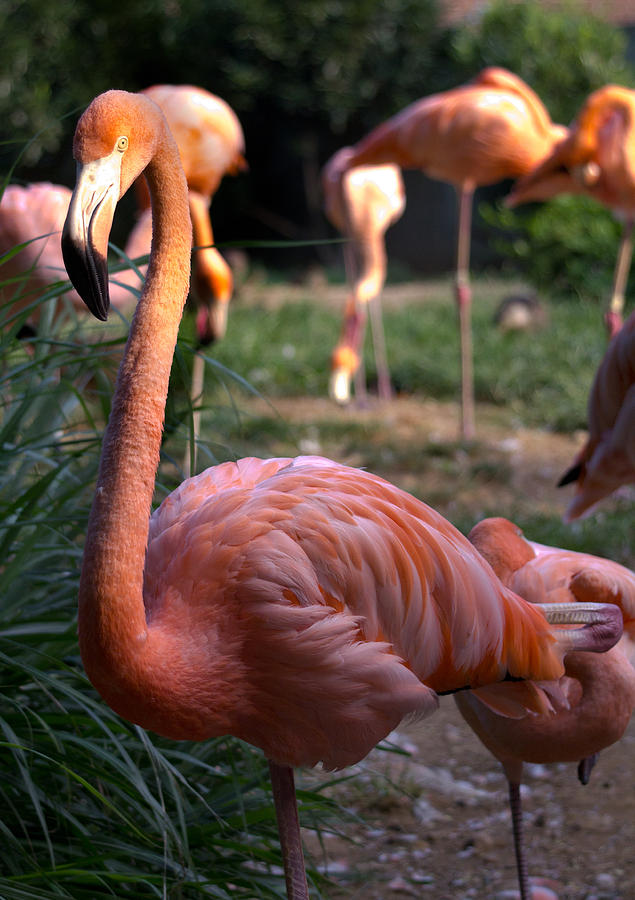 Pink Flamingo Photograph by Leah Palmer