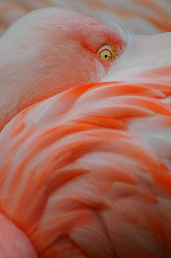 Pink Flamingo Photograph by Mike Martin