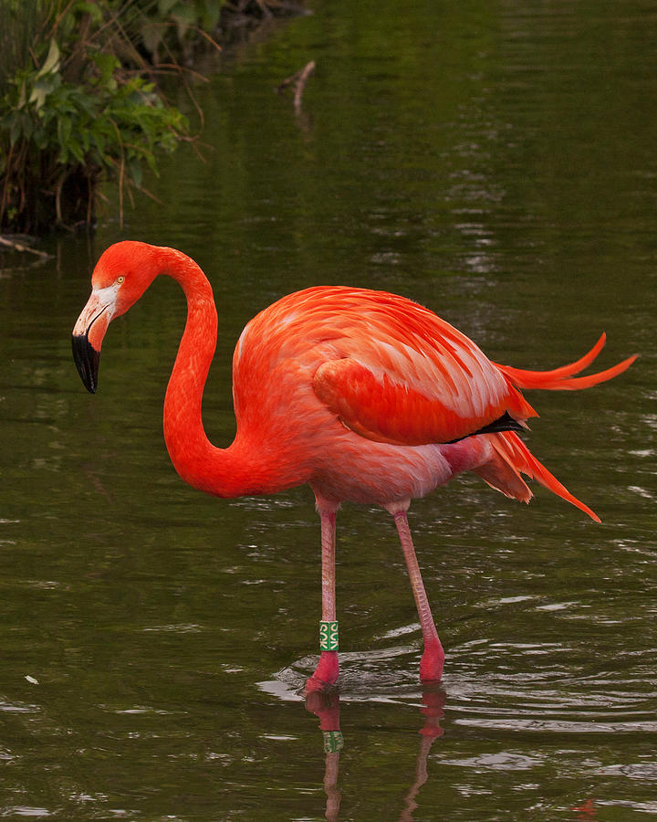 Pink Flamingo Photograph by Paul Scoullar