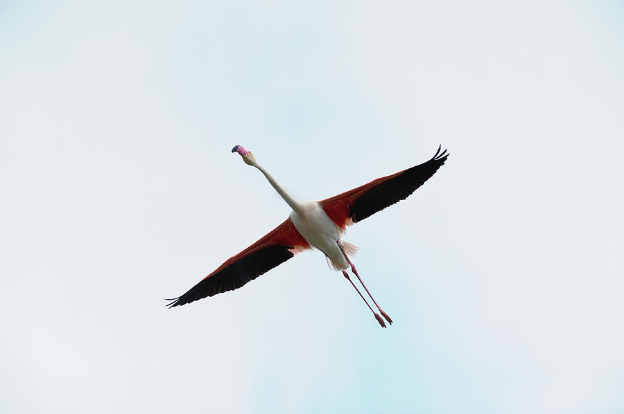 Pink Flamingo Phoenicopterus Roseus Photograph by Himagine