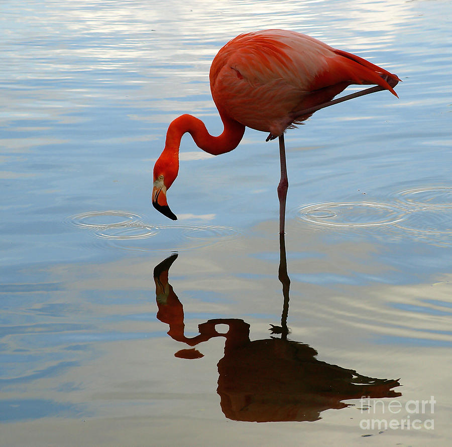 Pink Flamingo   Photograph by Raymond Earley
