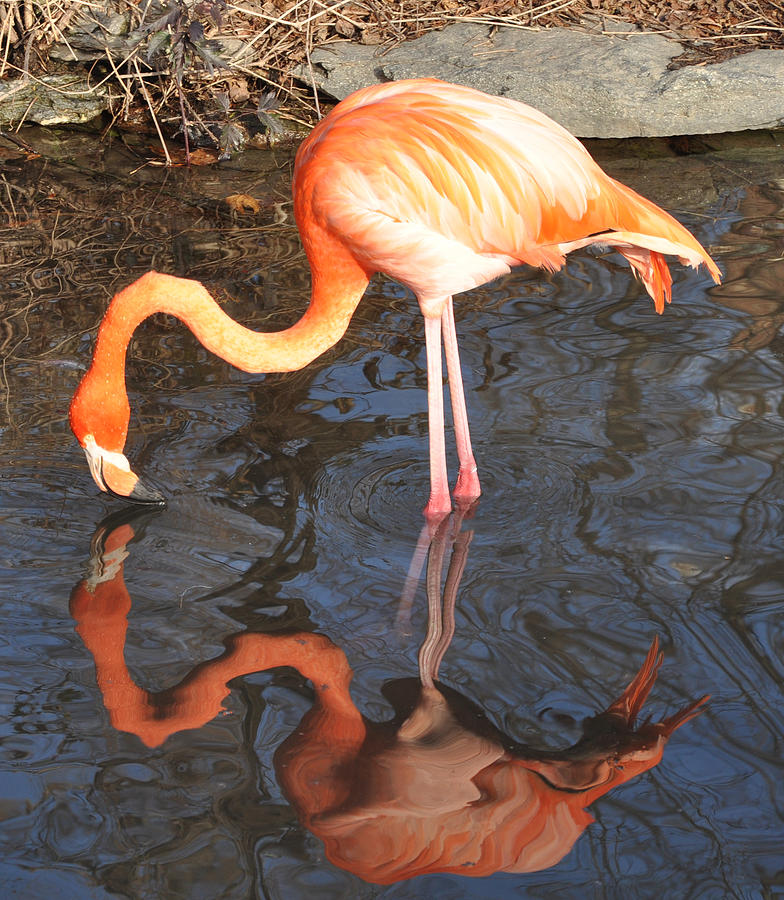 Pink Flamingo Reflection Photograph by Bill Cannon