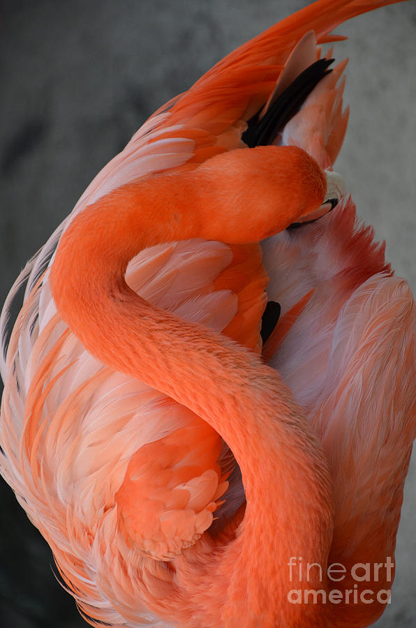 Pink Flamingo Photograph by Robert Meanor