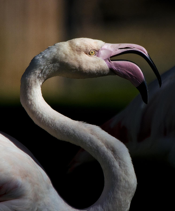Pink Flamingo  Photograph by Saija Lehtonen