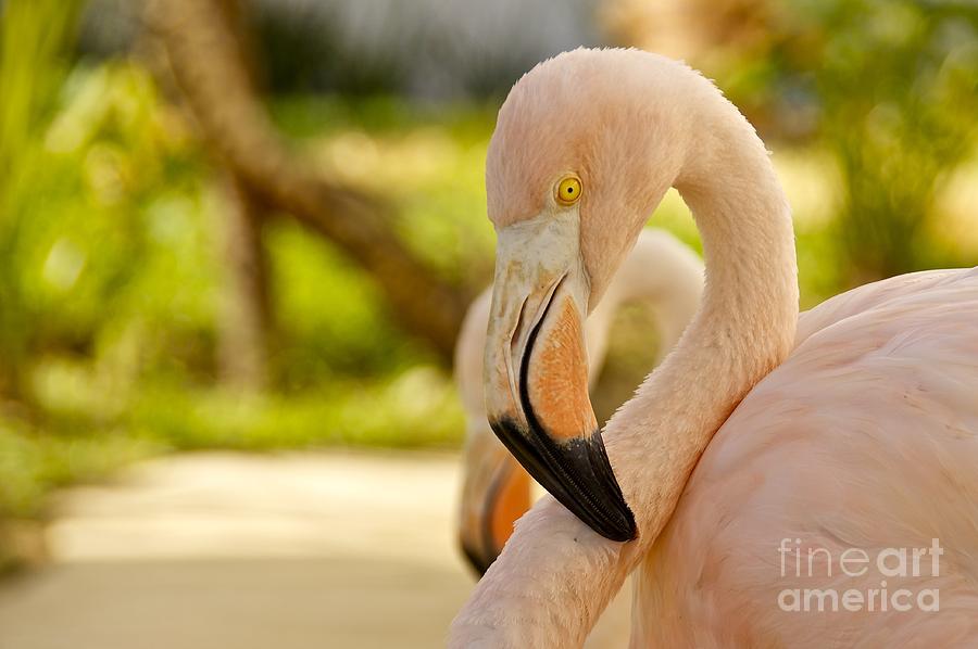 Pink Flamingo Photograph by Sean Griffin