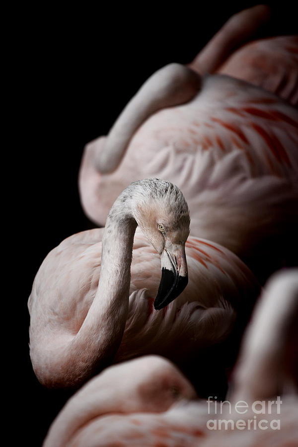 Pink Flamingo V2 Photograph by Douglas Barnard