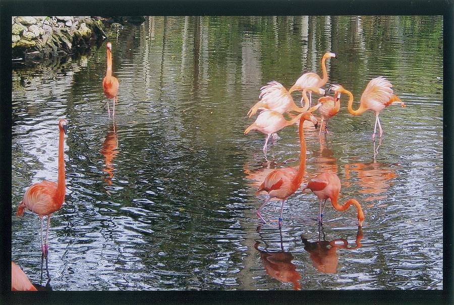 Pink Flamingos 1 Photograph by Robert Nickologianis