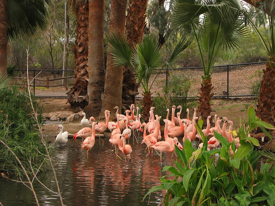 Pink Flamingos Photograph by Angela Bushman