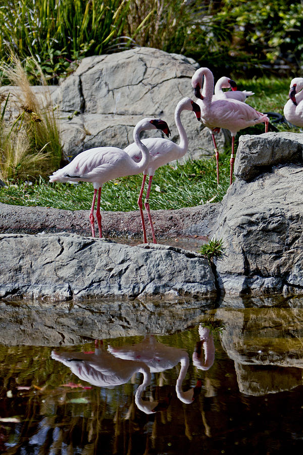 Wildlife Photograph - Pink Flamingos At The Waters Edge by Her Arts Desire