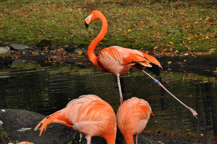Pink Flamingos Photograph by Diane Lent
