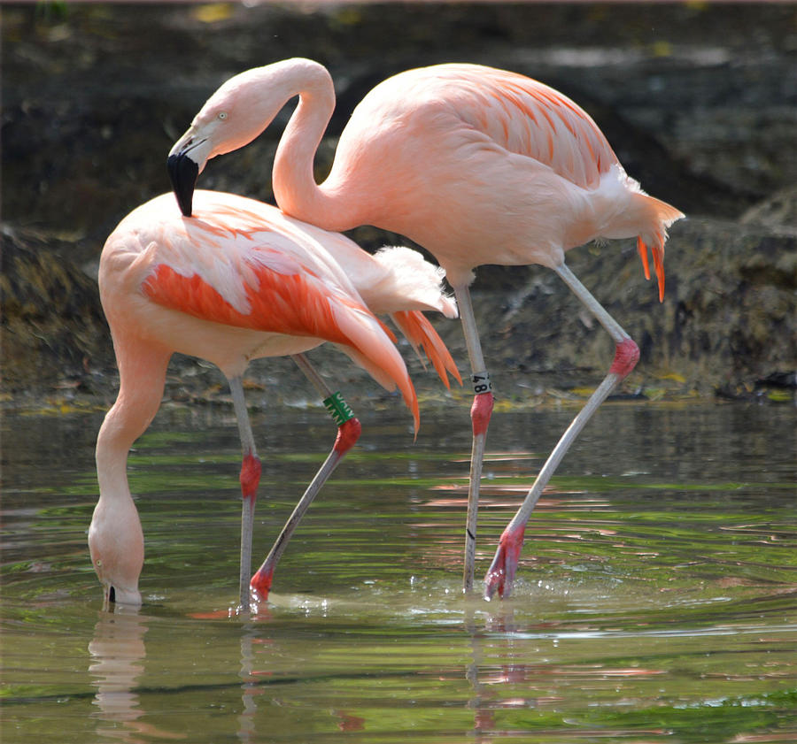 Pink Flamingos Photograph by Ellen Henneke