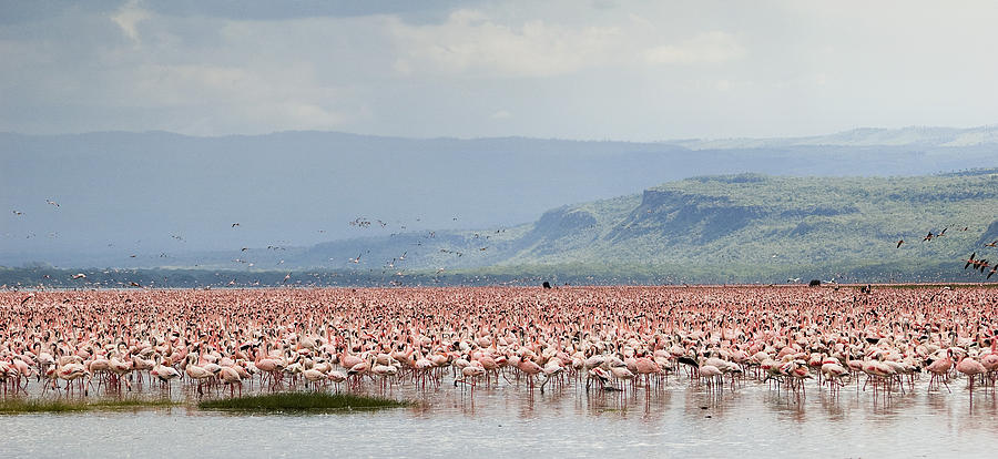 Pink flamingos in nakuru lake Photograph by Elosoenpersona Photo