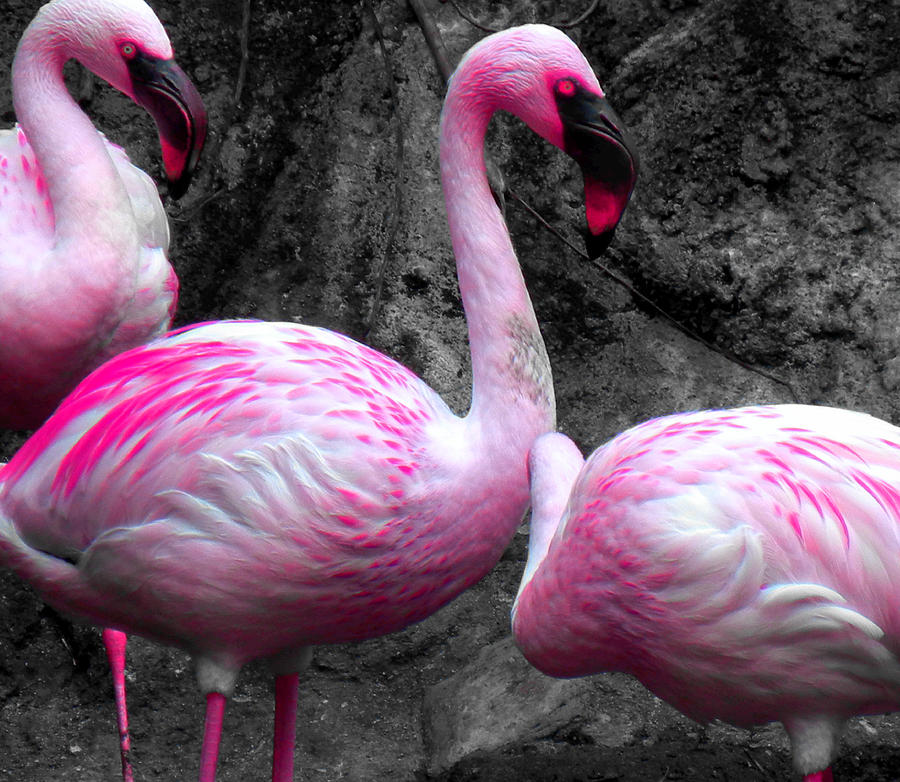 Pink Flamingos Photograph by Culture Cruxxx