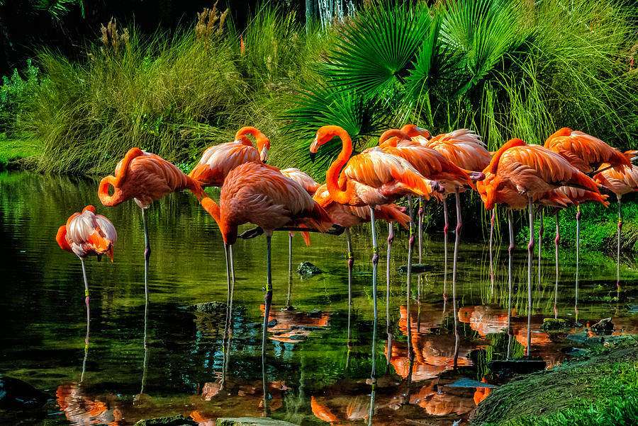 Pink Flamingos Photograph by Louis Dallara