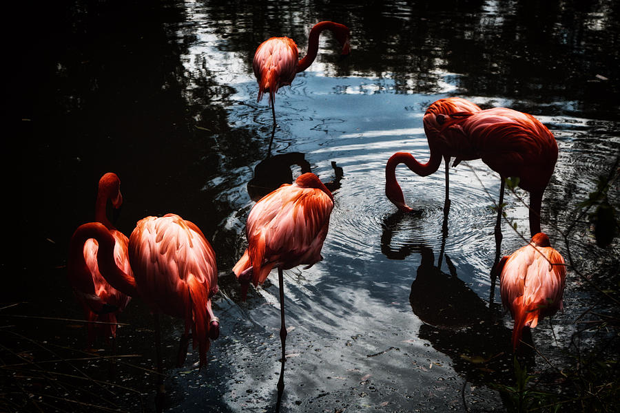 Animal Photograph - Pink Flamingos by Mauricio Jimenez