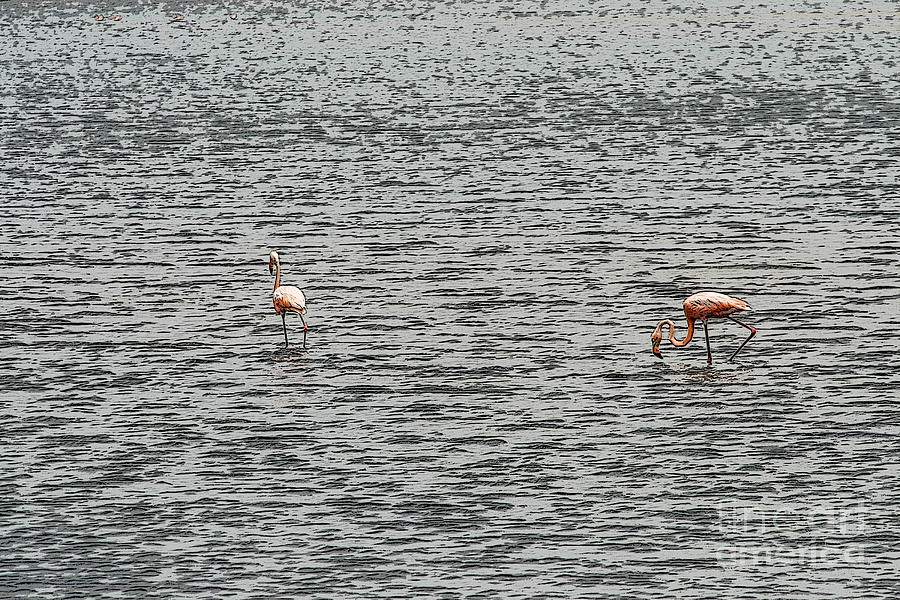 Pink flamingos in lake Photograph by Patricia Hofmeester