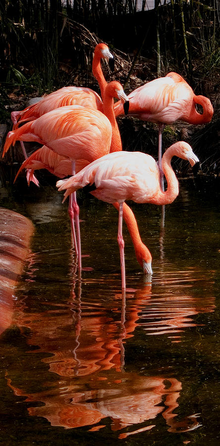 Pink Flamingos resting in the water Photograph by Weston Westmoreland