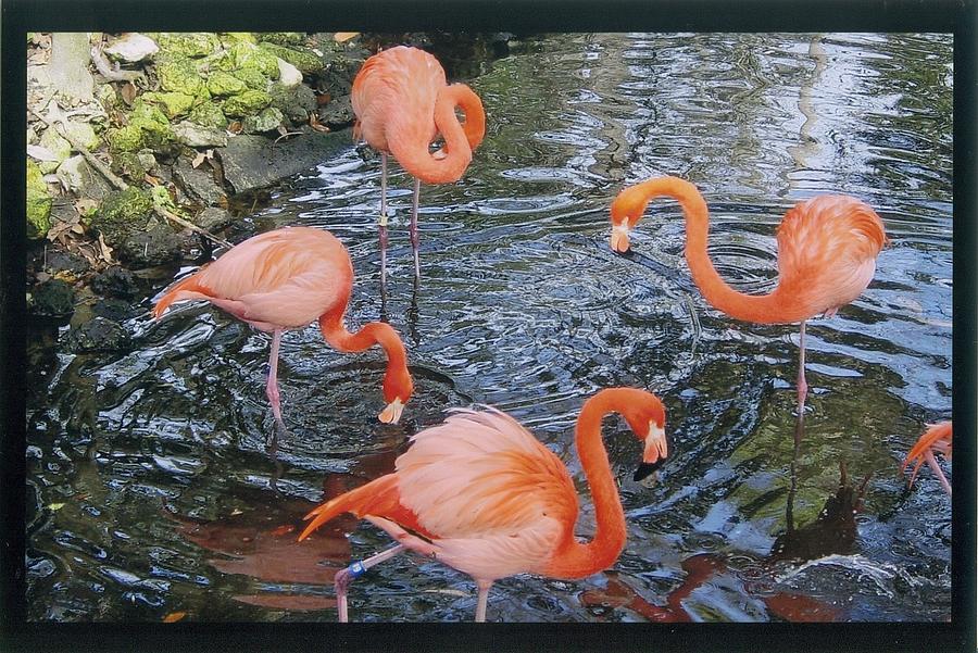 Pink Flamingos Photograph by Robert Nickologianis