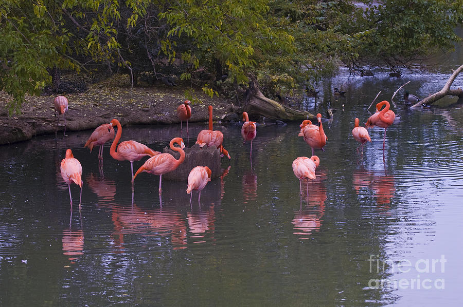 Pink Flamingos Photograph