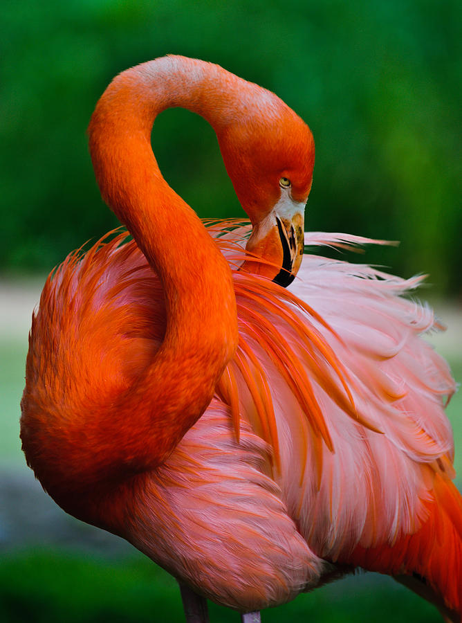 Pink Flamino Photograph by Ken Cave - Fine Art America