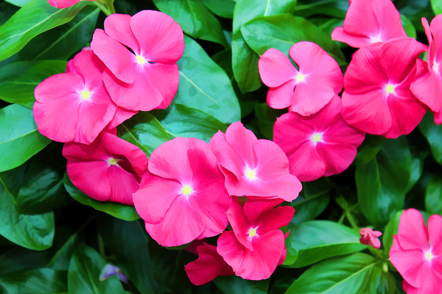 Pink floral Photograph by Joyce Baldassarre - Fine Art America