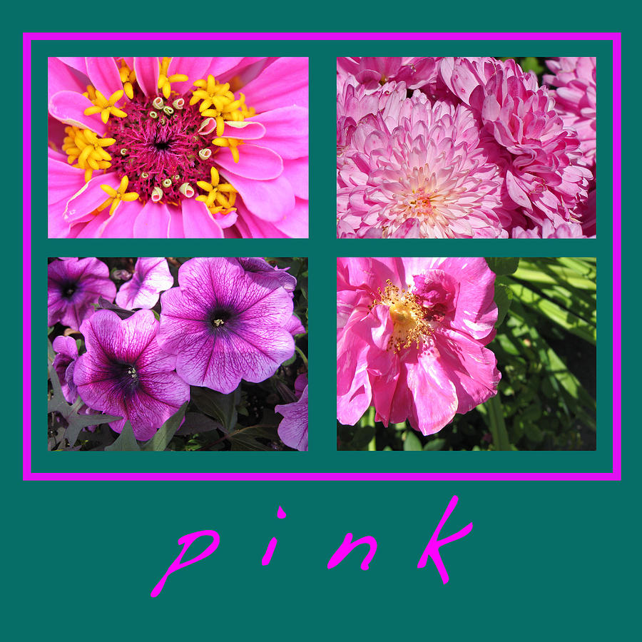 Pink Floral Teal Background Photograph by Mary Bedy