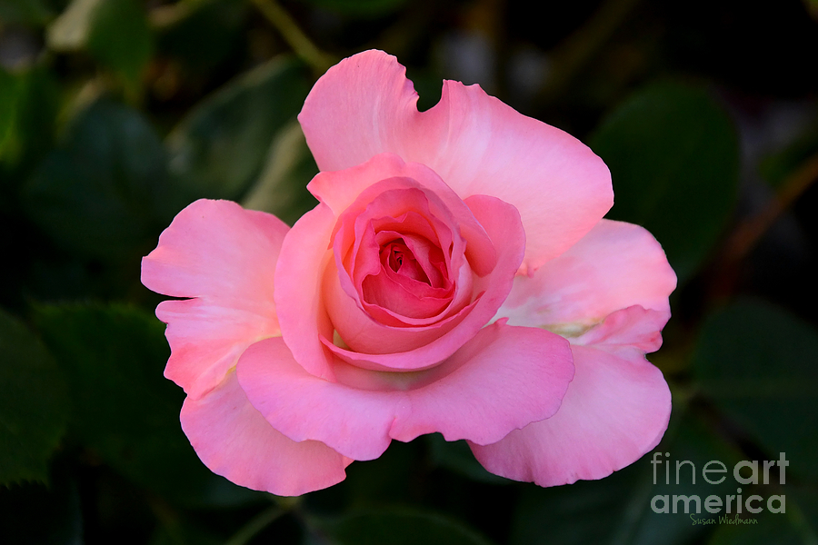 Pink Floribunda Rose Photograph by Susan Wiedmann - Fine Art America