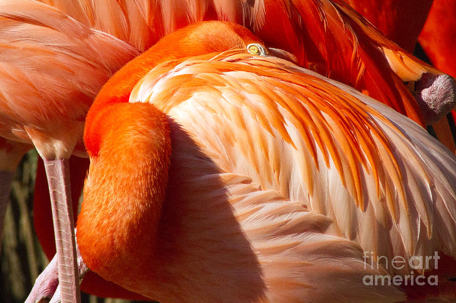 Feather Photograph - Pink Florida Flamino resting by Darleen Stry