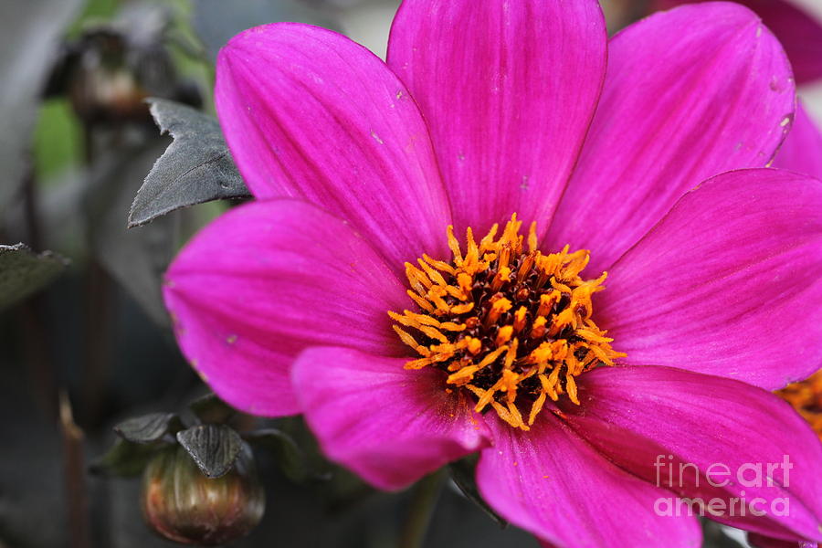 Pink Flower 2 Photograph by Amanda Mohler