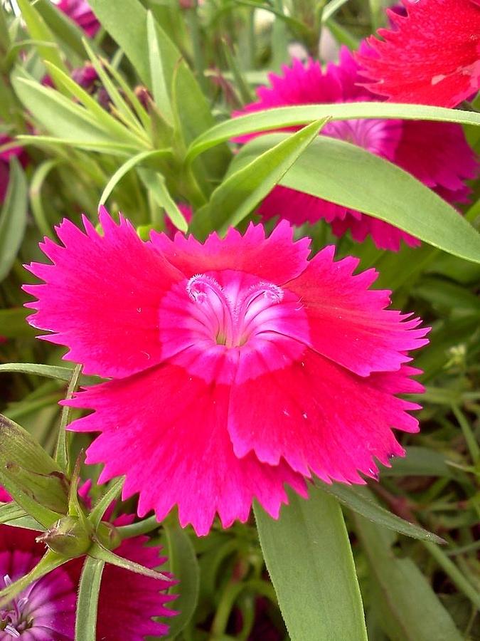 Pink Flower 2 Photograph by Athena Wagner - Fine Art America