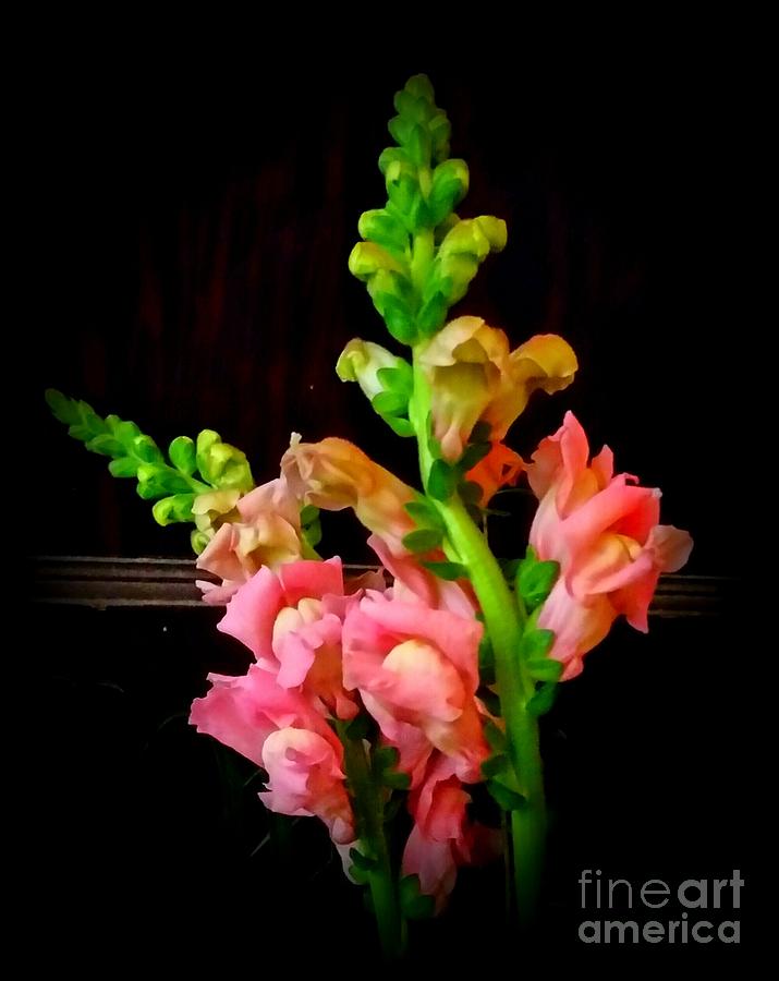 Pink Snapdragon 2 Photograph by Rose Wang