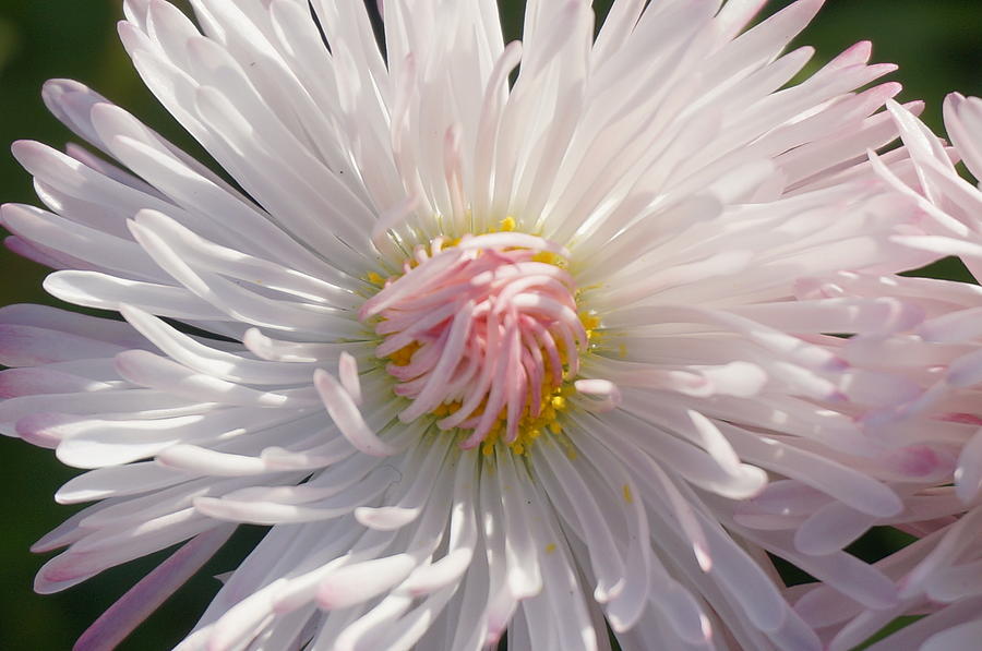 Pink Flower 3 Photograph by Brian Jones