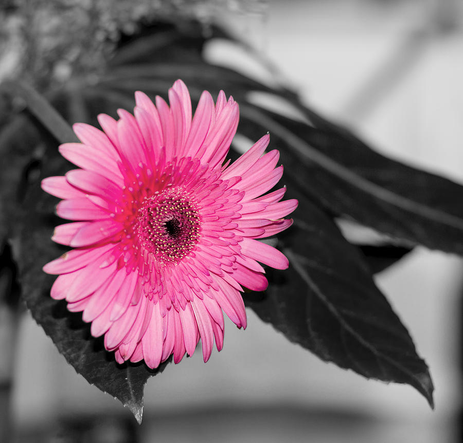 Flower Photograph - Pink Flower by Amr Miqdadi Flower Photograph - Pink Flower by Amr Miqdadi
