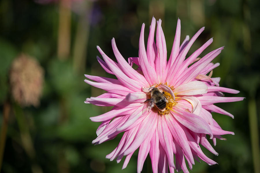 Pink flower and bee Photograph by Susan Jensen