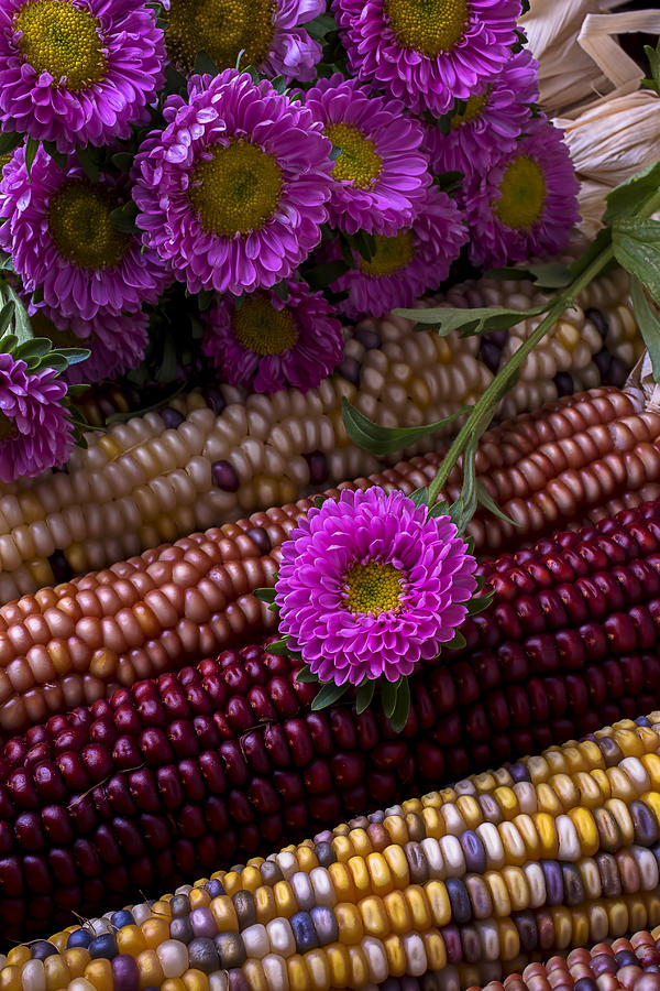 Fall Photograph - Pink flower and corn by Garry Gay