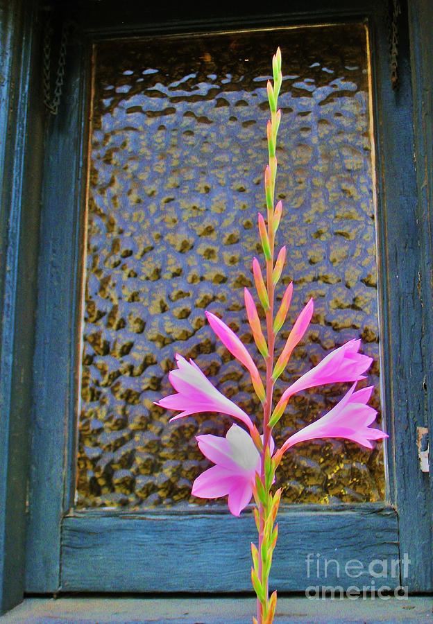 PINK FLOWER and WINDOW Photograph by John King I I I