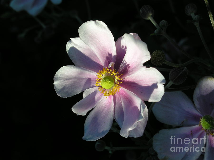 Pink Flower Photograph by Bev Conover