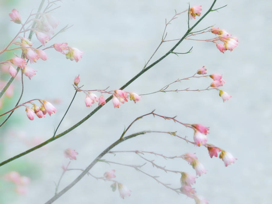 Pink Flower Branches-1 Photograph by Nina Bradica