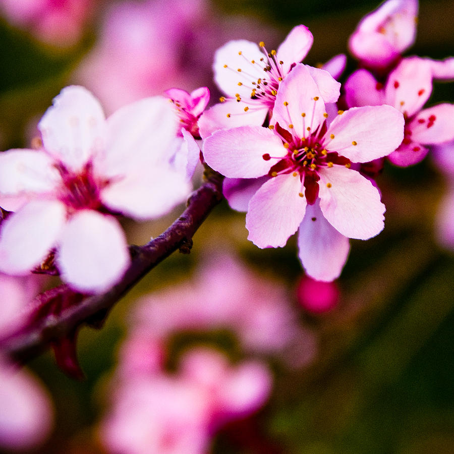 Pink Flower Photograph by Chris McKenna