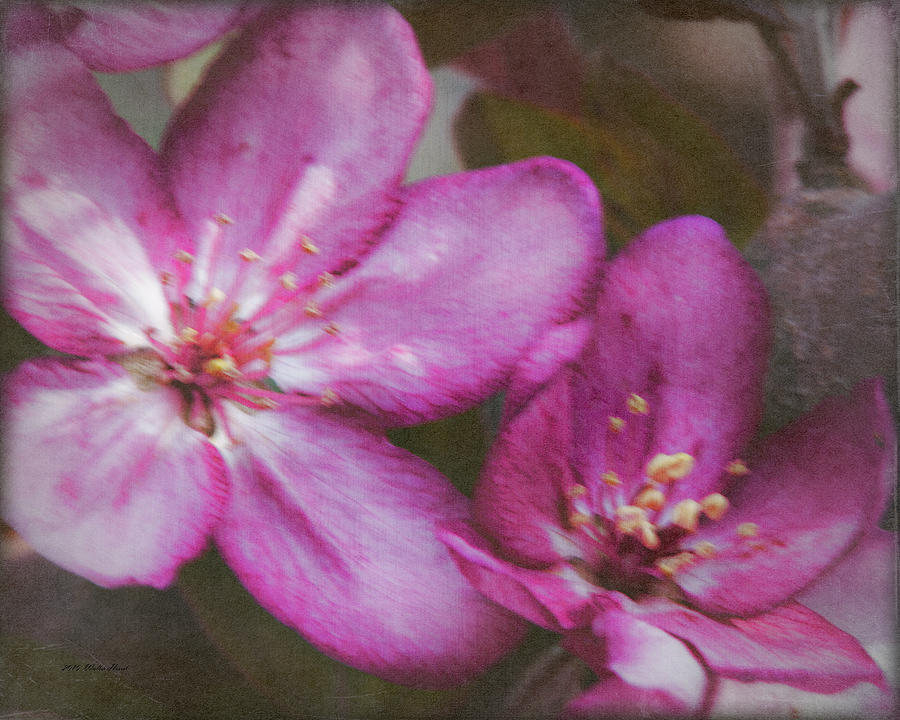 Pink Flower Digital Art Photograph