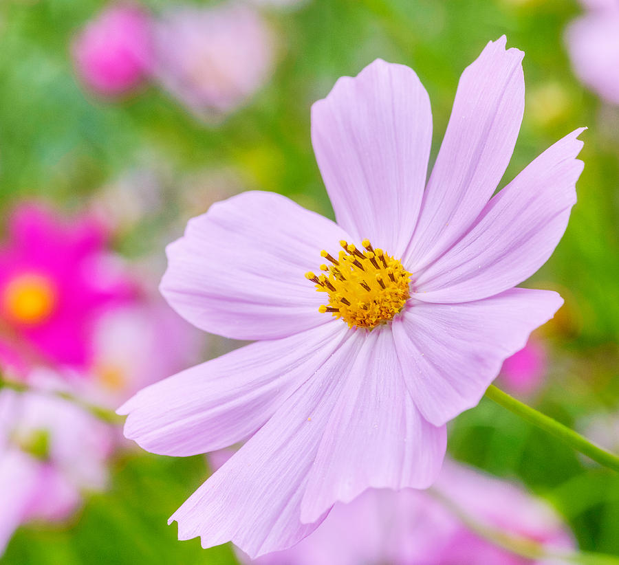 Flower Photograph - Pink Flower  by Garvin Hunter
