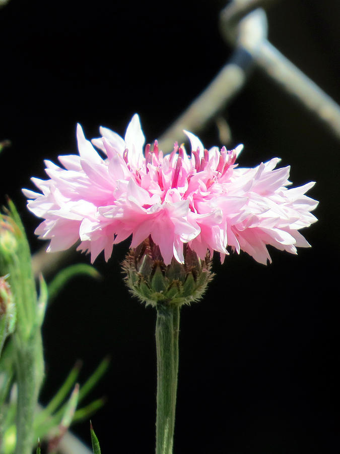 Pink Flower in the Bright Sunlight Photograph by Jessica Foster - Fine ...