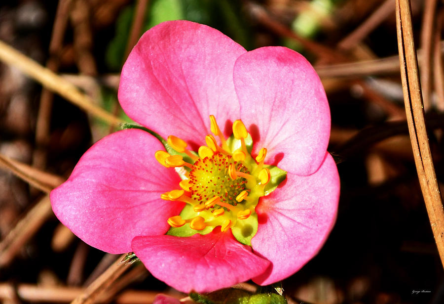 Pink Flower In The Pine Straw Photograph by Bostian Fine Art