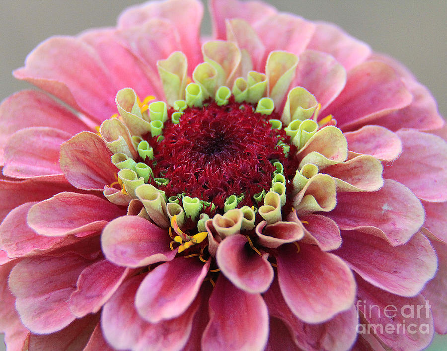 Pink Flower Photograph by Jack Schultz