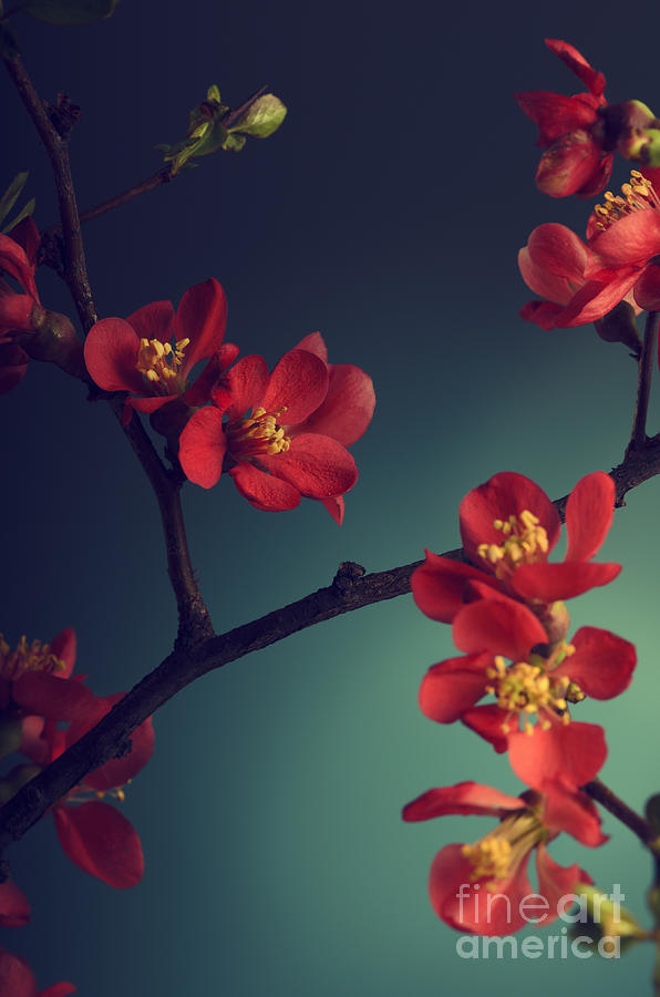 Pink Flower Blossom Photograph by Jelena Jovanovic