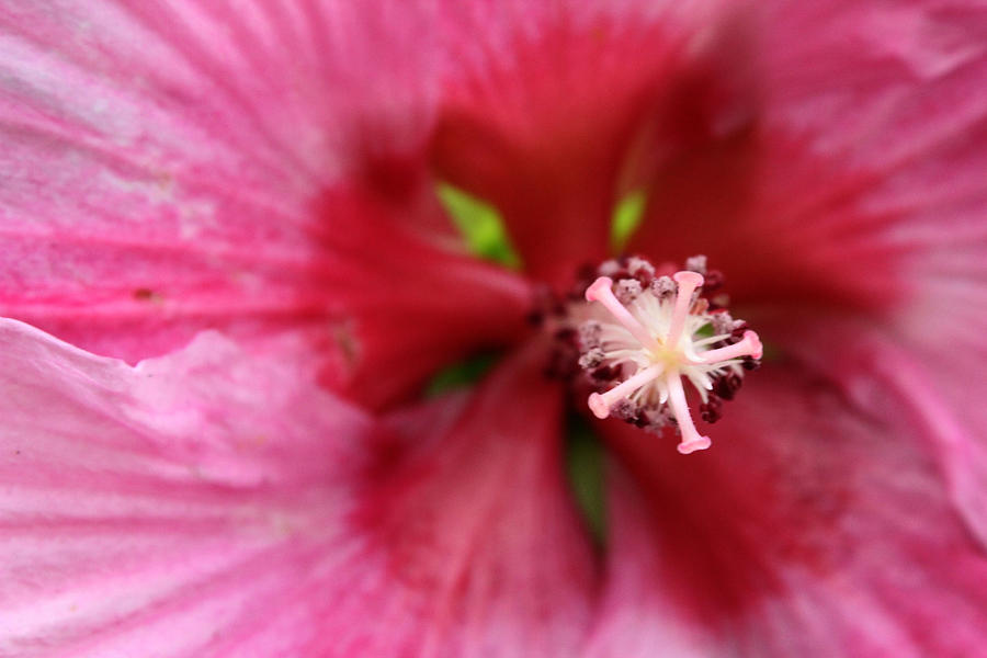 Pink Flower Photograph by Jestine Duncan - Fine Art America