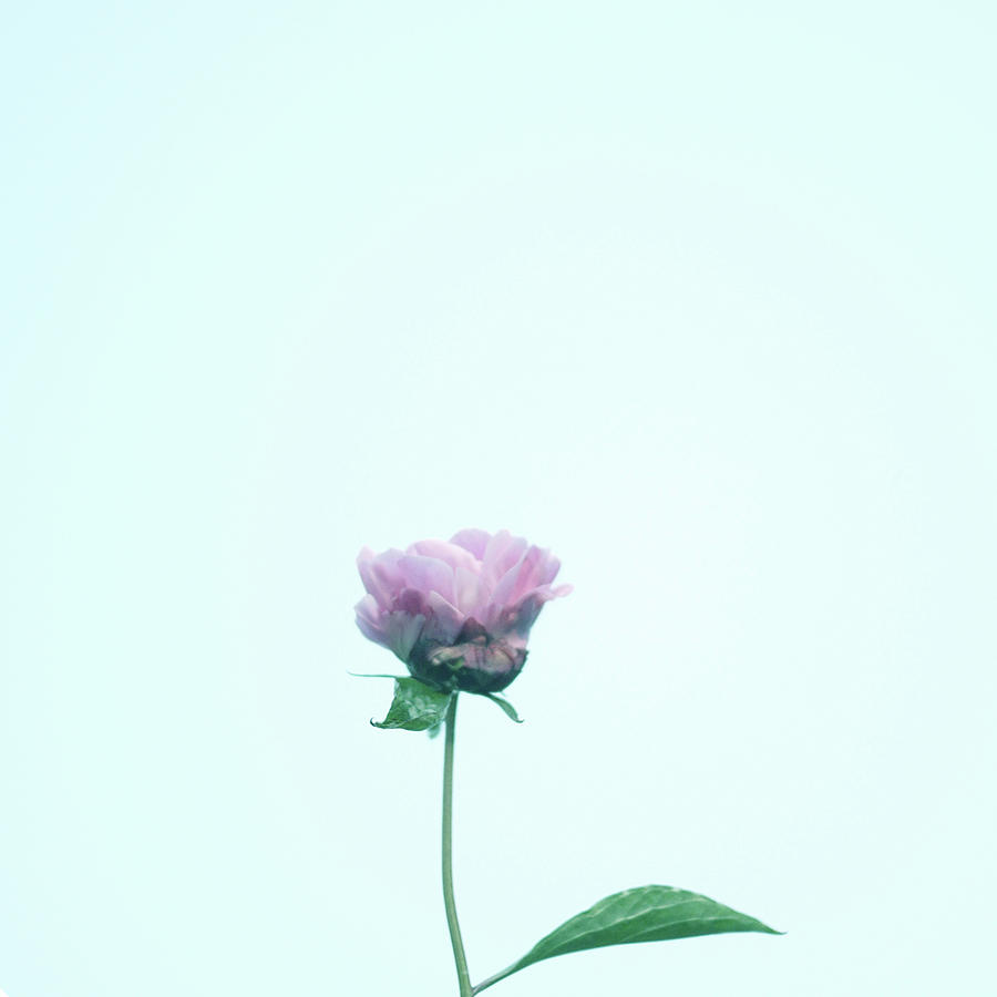 Pink Flower Photograph by Junya Hu