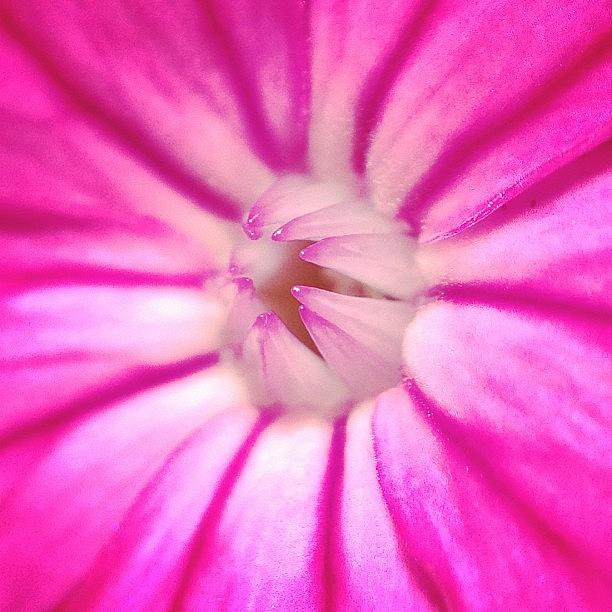 Nature Photograph - #pink #flower #macro #color  #bloom by Jenny Coale